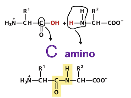 Camino Peptide Name