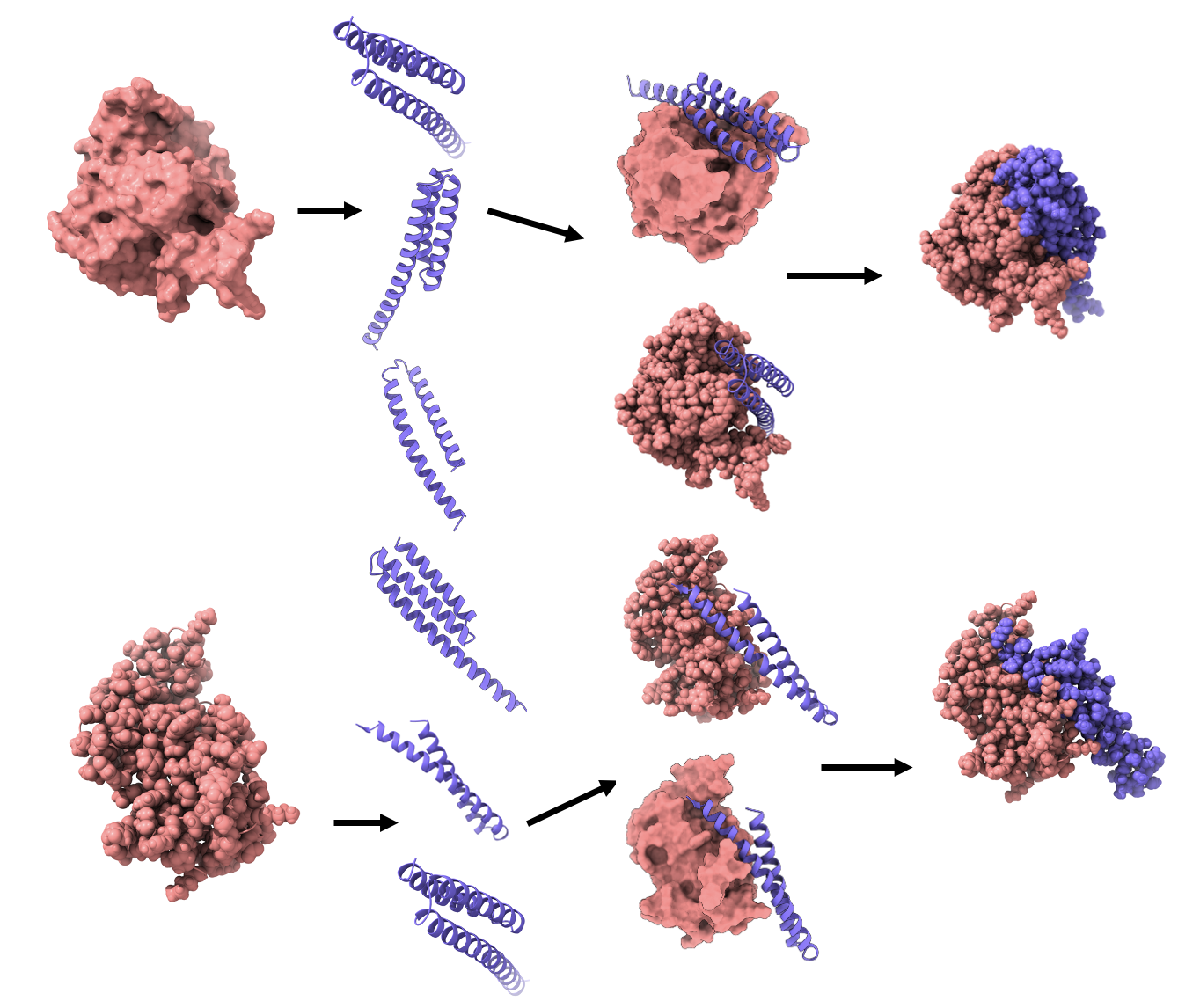 Protein Peptide Binding